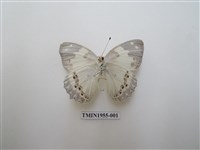 藏品(白蛺蝶)的圖片